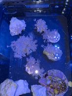 Pulsing Xenia, Dieren en Toebehoren, Overige typen, Zoutwatervis