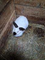 Gedekte Californier/californian voedster, Femelle, 0 à 2 ans