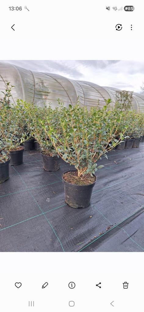 ‼️osmanthus Burkwoodii aan promoprijzen ‼️, Ophalen, Taxus