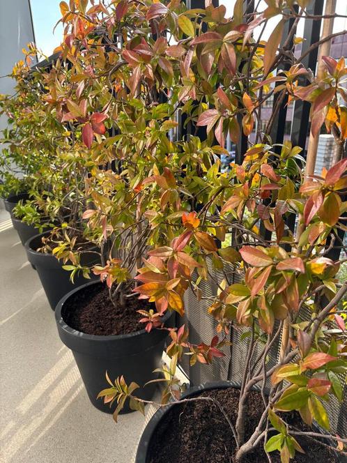 JASMIN etoilé (lot de 8 ), Tuin en Terras, Planten | Struiken en Hagen, Haag, Ophalen
