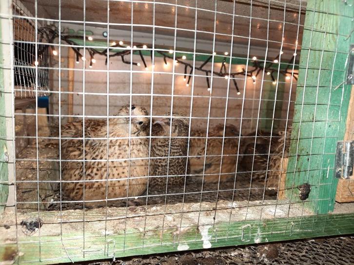 Broedeieren (soms kuikens) Jumbo Kwartel, Dieren en Toebehoren, Pluimvee, Overige soorten