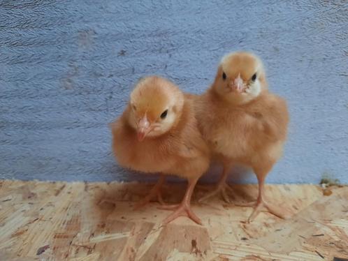 Kuikens ruime keuze verschillende soorten beschikbaar, Dieren en Toebehoren, Pluimvee, Kip, Vrouwelijk