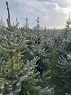 Echte kerstbomen (125 tot 200cm), Tuin en Terras, Planten | Bomen, Ophalen, In pot, Overige soorten, 100 tot 250 cm