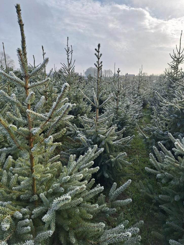 Echte kerstbomen (125 tot 200cm), Tuin en Terras, Planten | Bomen, Overige soorten, 100 tot 250 cm, In pot, Ophalen