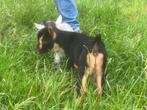 dweggeitjes, Dieren en Toebehoren, Vrouwelijk, Geit, 0 tot 2 jaar