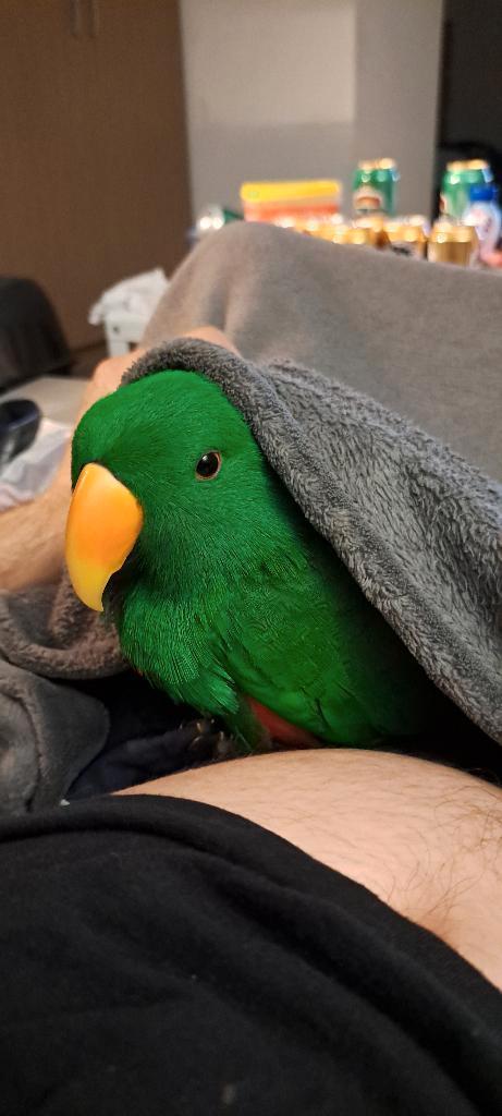 Gezocht: Edelpapegaai Pop (vrouwtje) zo jong mogelijk, Dieren en Toebehoren, Vogels | Parkieten en Papegaaien, Papegaai, Vrouwelijk