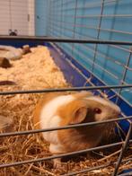 Cavia's tekoop, Dieren en Toebehoren, Juli, Cavia, Tam