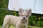Franse bulldog pups fluffy en gewone, België, 8 tot 15 weken, CDV (hondenziekte), Bulldog