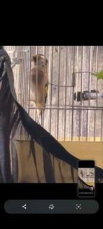 Hasselt, Dieren en Toebehoren