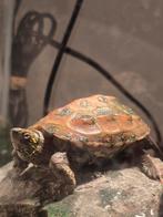 Chinese kielschildpad, Dieren en Toebehoren
