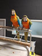 Jonge tamme Catalina of Regenboog Ara's met DNA en getest op, Dieren en Toebehoren, Meerdere dieren, Papegaai, Geringd