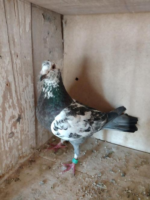 Reisduiven, Dieren en Toebehoren, Vogels | Duiven