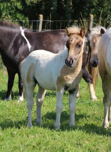 Shetlandpony veulen beschikbaar voor biedingen