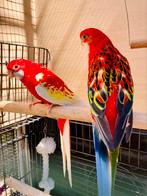 2 mannelijke rosellas, Dieren en Toebehoren, Vogels | Parkieten en Papegaaien, Geringd