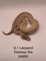 Python Regius, Animaux & Accessoires, Serpent, 0 à 2 ans