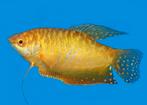 Koppels Gourami, 2 Golden, 3 Cosby, 2 Driespat, Dieren en Toebehoren, Vissen | Aquariumvissen