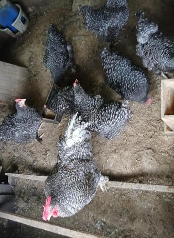 Broedeieren mechelse koekoek, Dieren en Toebehoren, Kip