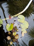 waterlelies, Ophalen, Gebruikt