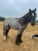Irish cob blue roan hengst, Dieren en Toebehoren, Minder dan 160 cm, Gechipt, 0 tot 2 jaar, Hengst