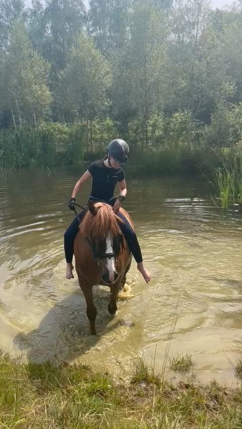 Struise lieve 11 jarige D pony, Dieren en Toebehoren, Paarden, Ruin, B, Minder dan 160 cm, 11 jaar of ouder, Recreatiepaard, Gechipt