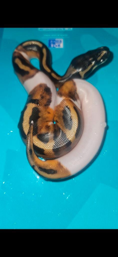 Ball python#python regius#piedball, Dieren en Toebehoren, Reptielen en Amfibieën