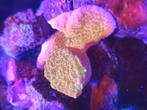 Montipora, Dieren en Toebehoren, Overige typen, Zoutwatervis