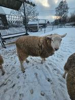 Mooie Schapenbok texel/swifter 10 maanden oud., Dieren en Toebehoren, Schapen, Geiten en Varkens