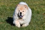 Chow Chow pups te koop