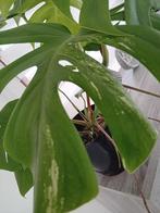 Monstera Albo Variegata, Huis en Inrichting, Kamerplanten, Ophalen