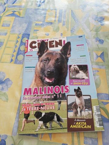 Tout chien. Malinois. 