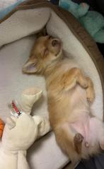 chihuahua, Dieren en Toebehoren, Ophalen