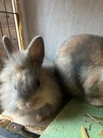 Dwergkonijntjes, Dieren en Toebehoren