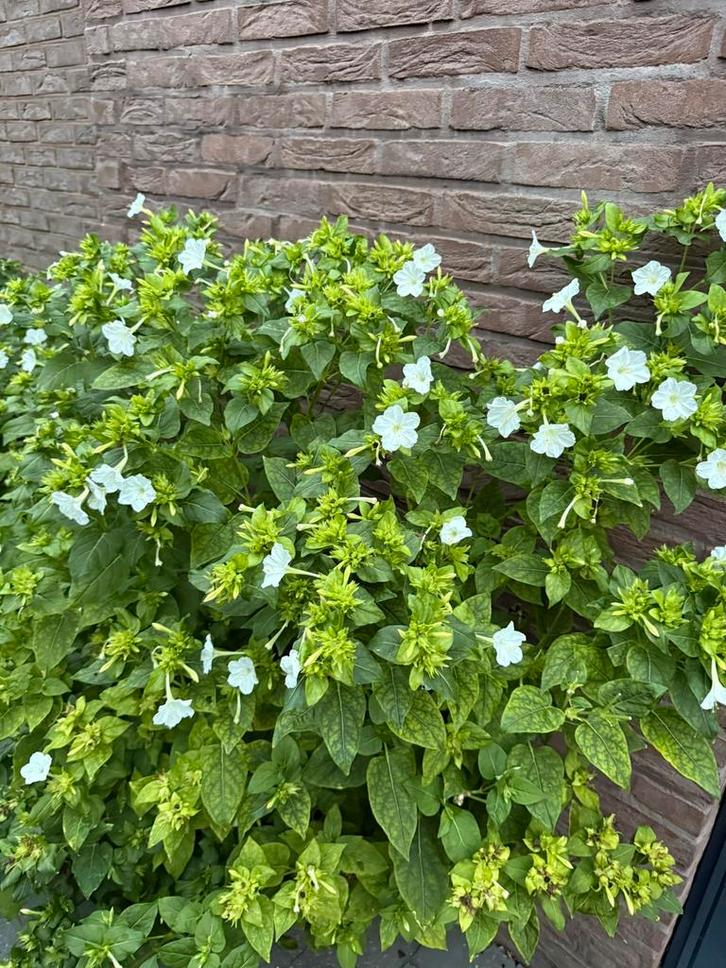 Nachtschone - wit - knollen, Tuin en Terras, Planten | Struiken en Hagen, Overige soorten, Minder dan 100 cm, Ophalen