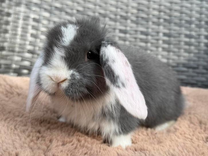 Super knap & enorm lief Franse hangoor meisje, blauw witoor, Dieren en Toebehoren, Konijnen, Groot, Vrouwelijk, 0 tot 2 jaar, Hangoor