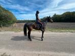 Springgefokte BWP merrie, ook allround/dressuur/fokkerij, Dieren en Toebehoren, Paarden, Merrie, Springpaard, Gechipt