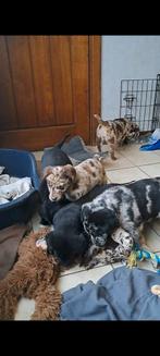 Leuke aussiedor pupjes op boerderij geboren, Dieren en Toebehoren, Honden | Retrievers, Spaniëls en Waterhonden, België, Overige rassen