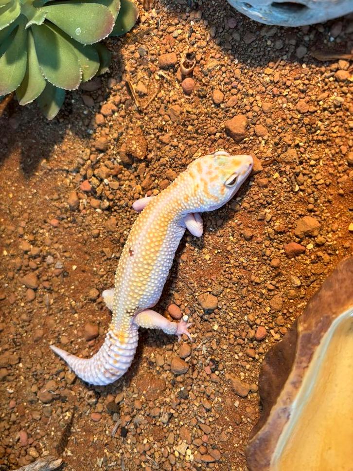 Luipaard gekko zoekt thuis, Dieren en Toebehoren, Reptielen en Amfibieën, Met terrarium