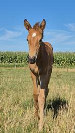 Buckskin PRE veulen, Dieren en Toebehoren, Paarden, Merrie, 160 tot 165 cm, Gechipt, 0 tot 2 jaar