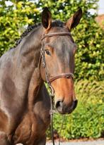 Super lieve allrouder, Dieren en Toebehoren, Springpaard, Gechipt, Ruin, M