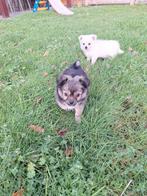 Chihuahua pups, Dieren en Toebehoren, België, CDV (hondenziekte), 8 tot 15 weken, Meerdere