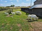 Groep melkgeiten tekoop, Dieren en Toebehoren, Schapen, Geiten en Varkens