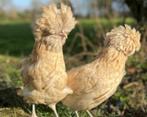 Zijdehoenders, Padua, Wyandotte, Baardkriel en andere, Dieren en Toebehoren, Kip