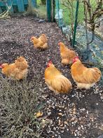 Broedeieren van verschillende rassen, Dieren en Toebehoren, Pluimvee