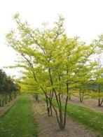 Gleditsia sunburst, Tuin en Terras, Ophalen, In pot, Halfschaduw