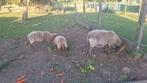 Verkoop heide schapen, Dieren en Toebehoren, Schapen, Geiten en Varkens, Meerdere dieren, Schaap