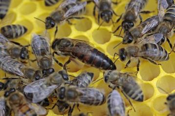 Bevruchte Carnica koninging bijen  beschikbaar voor biedingen