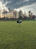 Struisvogel hen, Vrouwelijk, Overige soorten