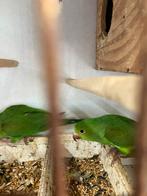 Prijsje: TIRICA PARKIETEN NU 100 EURO/VOGEL, Meerdere dieren, Papegaai