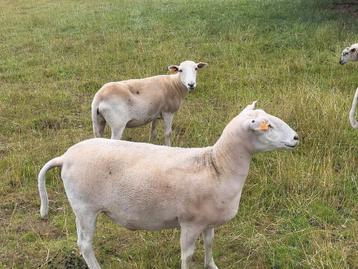 Easy care schapen ooien/vrouwelijk beschikbaar voor biedingen