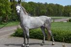 Knappe 5 jarige ruin, 155cm, Dieren en Toebehoren, Onbeleerd, Gechipt, E pony (1.48m - 1.57m), Ruin